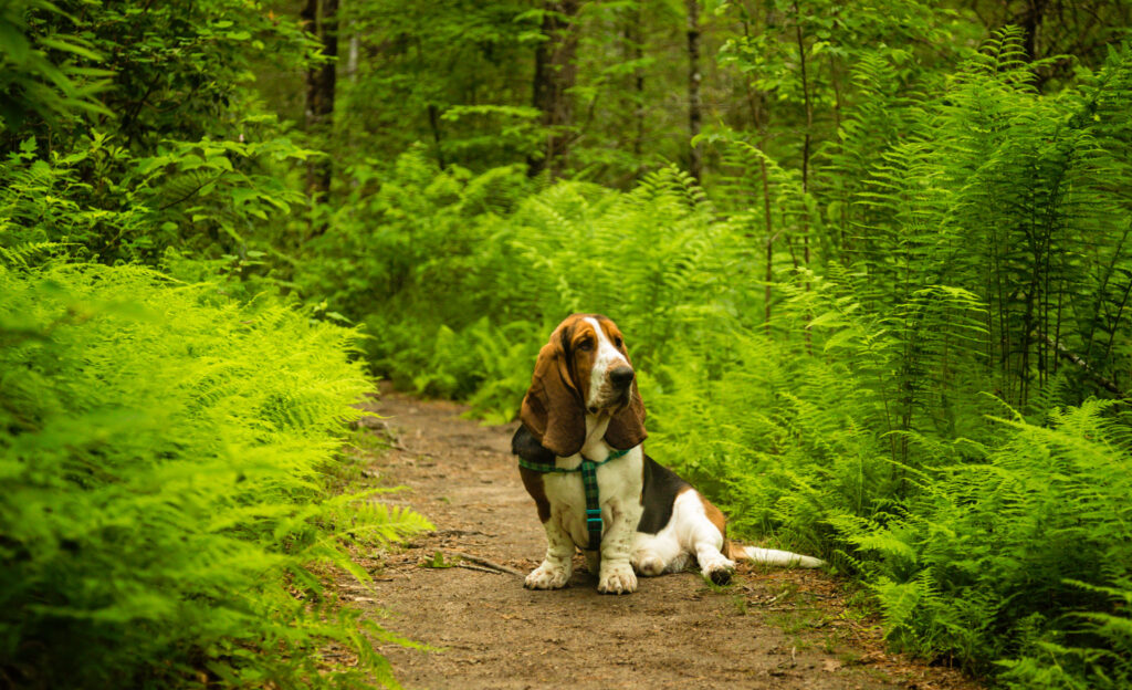 Basset Hound sitting on Hiking trail to max patch surrounded by ferns.