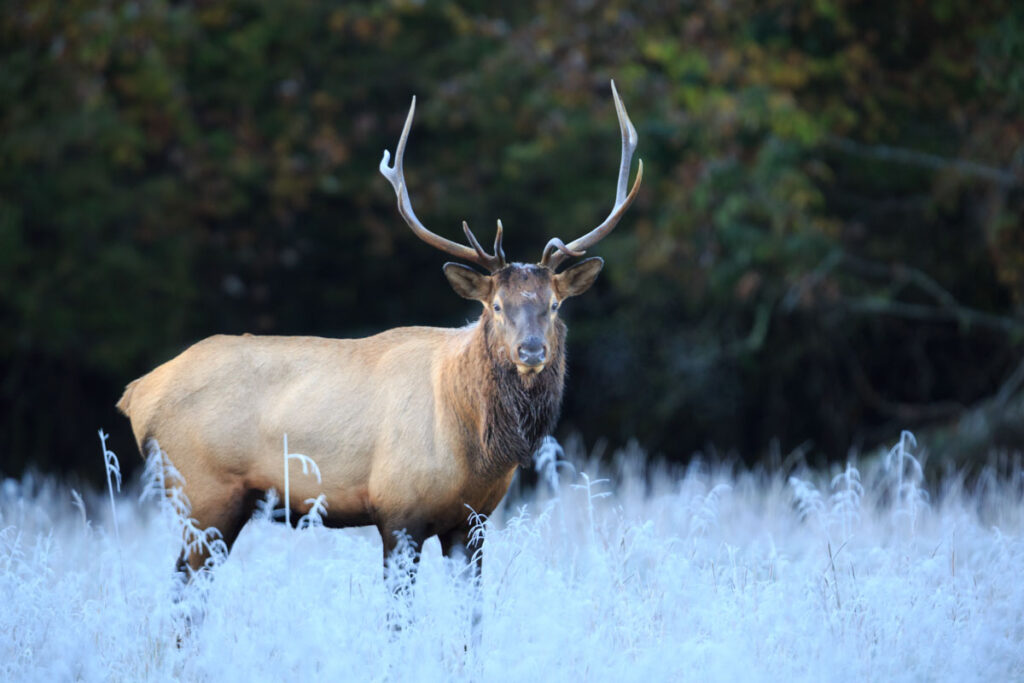 Bull Elk in frost covered field